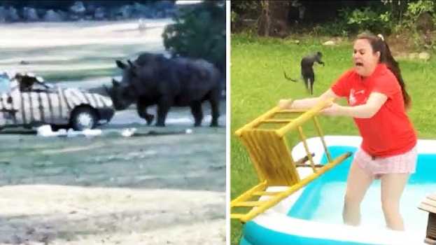 Video Ozzy Man Reviews: When Animals Fight Back #7 auf Deutsch