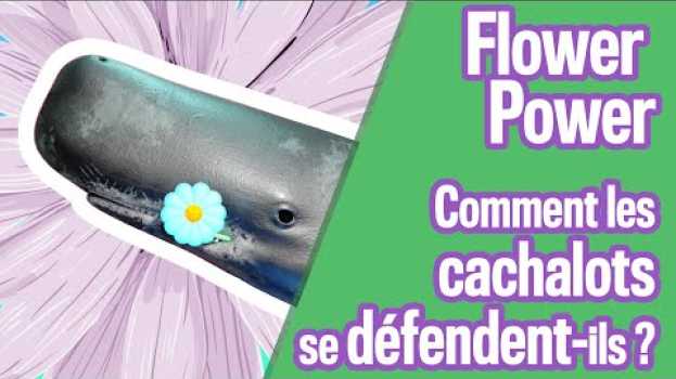 Video Flower Power - Comment les cachalots se défendent-ils ? Cuicui Express #10 en español