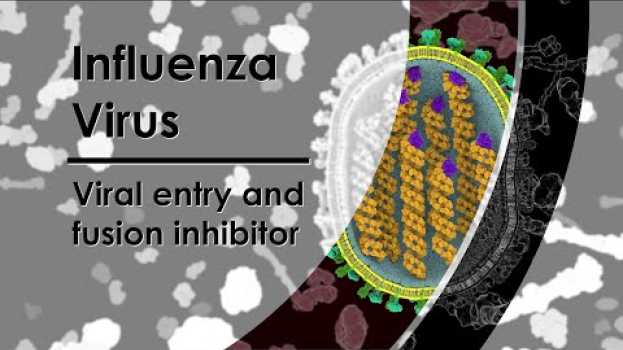 Video Influenza Virus - Viral entry and fusion inhibitor em português