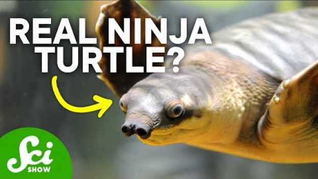 Video How Turtles Pee Out of Their Mouths & Other Fun Facts en español