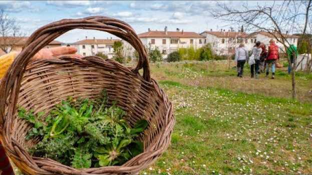 Video ERBE SPONTANEE, COME RICONOSCERLE E RACCOGLIERLE in English