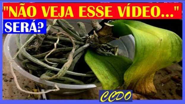 Video Orquídeas  com  Folhas  AMARELANDO - O que é e o que fazer   türkçe