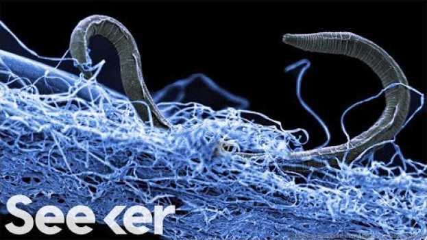 Video There’s a Subterranean Biosphere Hiding in the Earth’s Crust and It’s MASSIVE po polsku