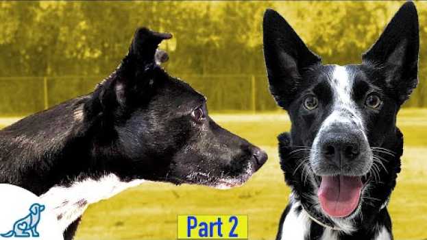 Video Teaching Your Dog To Ignore Other Dogs Walking On Leash em português
