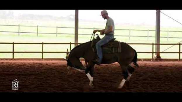 Video Haras Sacramento comprova: só Royal Horse é Royal Horse. en español
