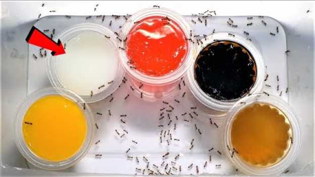 Видео Which of these FIVE FLAVOURS will FIRE ANTS love most? | Fire Ant Taste Test на русском