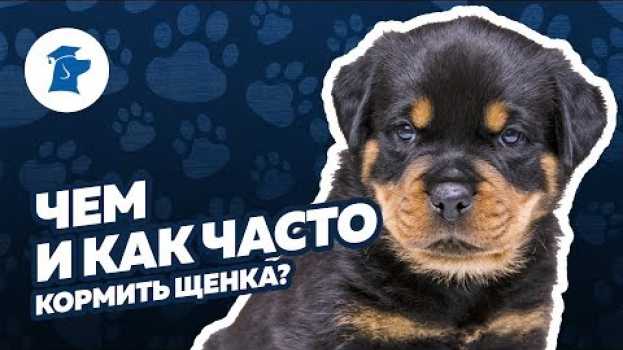Video Чем кормить щенка, сколько раз кормить щенка su italiano