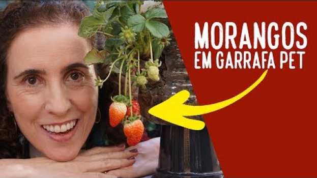Video Como Cultivar Morangos em Garrafa Pet | Nô Figueiredo   türkçe