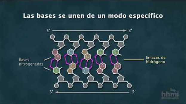 Video La estructura química del ADN | Video HHMI BioInteractive   türkçe