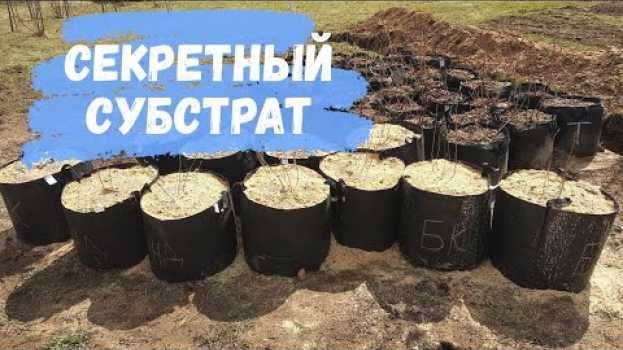 Video Во что сажать голубику. Секретный субстрат en français