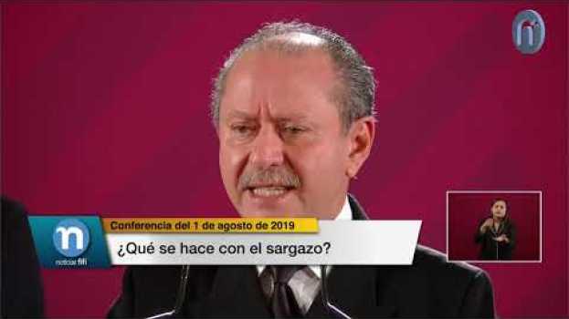 Video ¿Qué se hace con el sargazo? su italiano