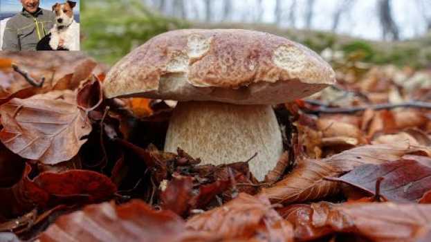 Video Bellissimi funghi porcini raccolti nel parco dei Cento Laghi novembre 2018 po polsku