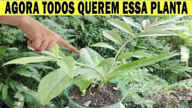 Video 🌿Essa PLANTA tem Mais Ferro Que a Carne e Mais Cálcio Que O Leite Em uma Única FOLHA su italiano