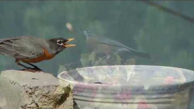 Video Watch This! - Backyard Birding Guide auf Deutsch