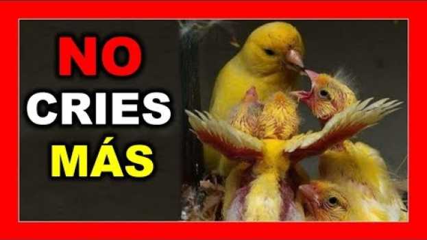 Video CUANDO PARAR la CRIA de CANARIOS 🐣 CUANDO DEJAR de CRIAR CANARIOS | CRIA DE CANARIOS su italiano