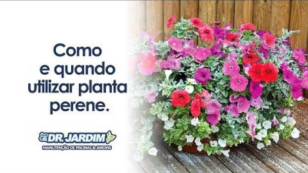Video Como e quando utilizar planta perene. in English