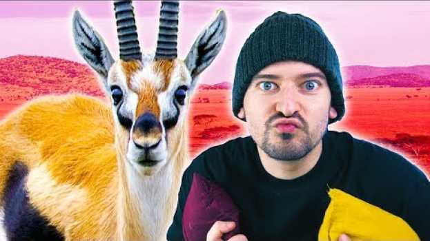 Video DOBBIAMO parlare delle GAZZELLE... 🏃🏻 auf Deutsch