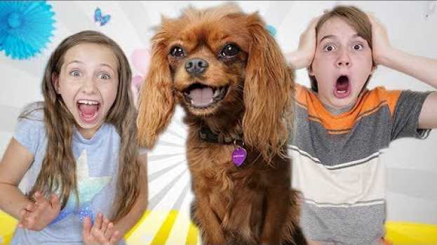 Video Evie Our Talking Dog!   türkçe