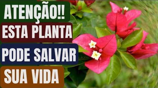 Video Esta Planta Pode Salvar Sua Vida Mas Usamos Apenas Para Decorar Nossa Casa Ou Jardim! in English