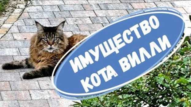 Video КОТ ВИЛЛИ и его ИМУЩЕСТВО   türkçe