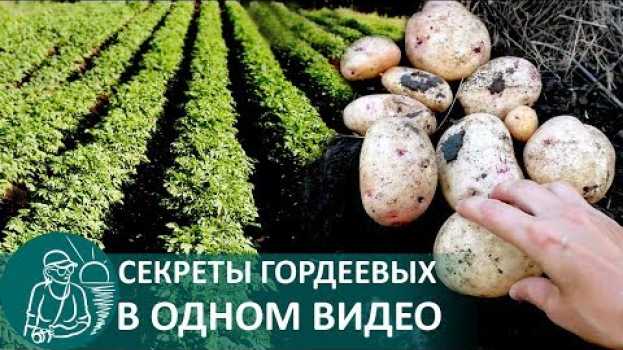 Video 🥔 Посадка картофеля в траншеях 🌿 Выращивание по технологии Гордеевых auf Deutsch