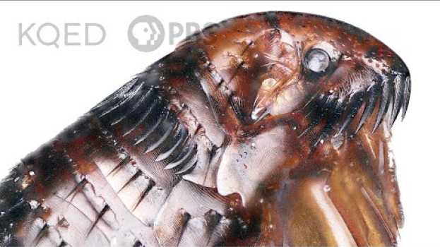 Video A Flea's Fantastic Jump Takes More Than Muscle | Deep Look en français