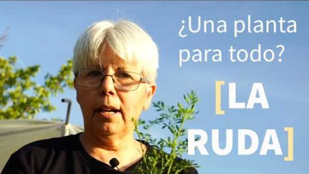 Video 🌿La Ruda,  mi EXPERIENCIA de más de 60 años viviendo con ella por Adalú su italiano
