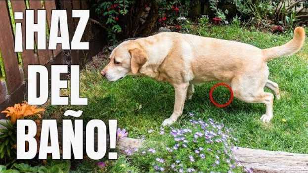 Видео Como Enseñar a un PERRO a Ir al BAÑO donde QUIERAS - 100% EFECTIVO на русском