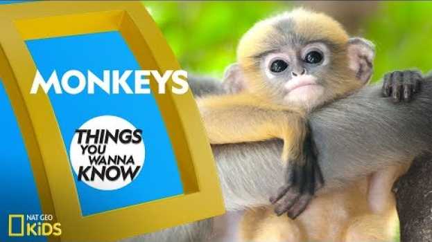 Video Cool Facts About Monkeys | Things You Wanna Know auf Deutsch