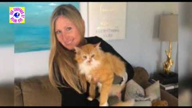 Video ce chat retourne chez ses maîtres aprés une parcourt  de 20 km su italiano