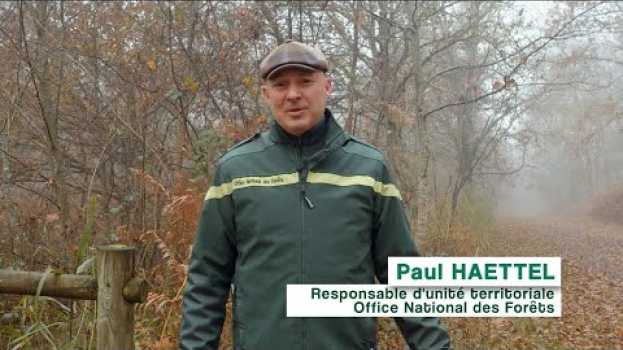 Video Le métier de chef d'unité forestière territoriale po polsku