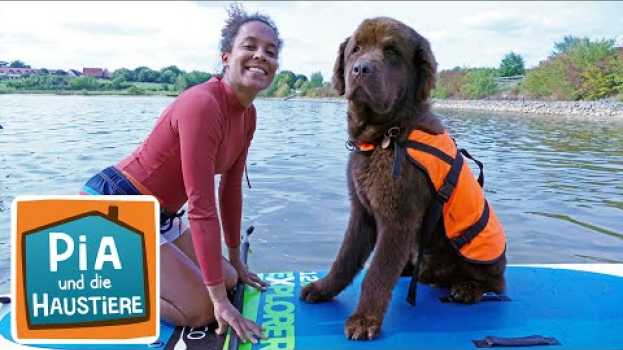Video Ein Tag beim Hundeschwimmen | Information für Kinder | Pia und die Haustiere | Spezial   türkçe