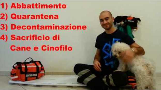 Video 4 conseguenze per cani da ricerca e soccorso che possono comportarne anche l'ABBATTIMENTO po polsku