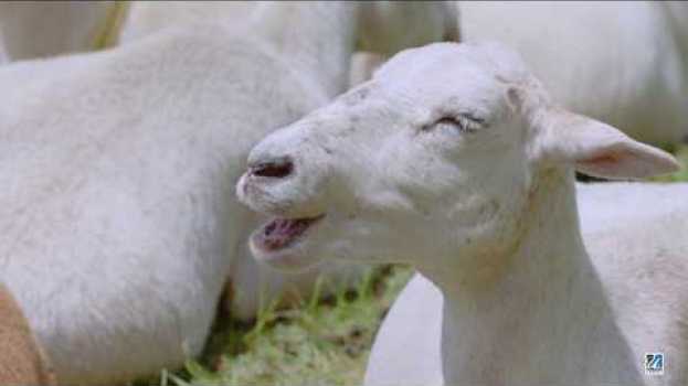Video Let Them Eat Grass su italiano