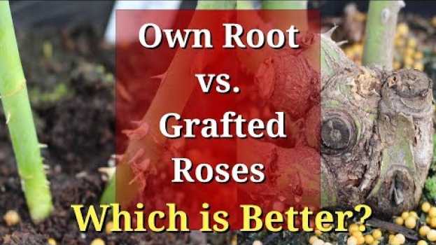 Video Own Root vs Grafted Roses: Which are Better? en español