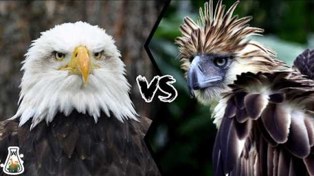 Video BALD EAGLE VS PHILIPPINE EAGLE - Which is the strongest?   türkçe