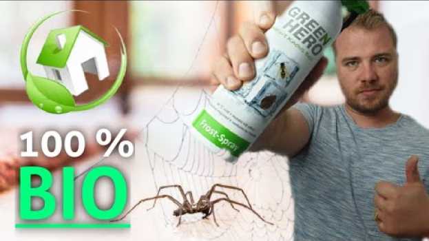 Видео Comment se débarrasser des ARAIGNÉES dans sa maison NATURELLEMENT 🌱 на русском
