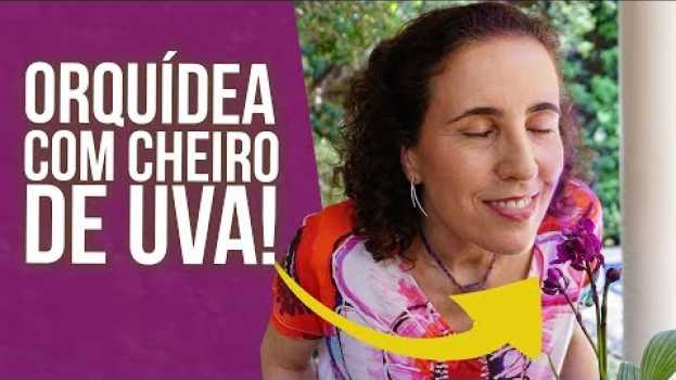 Видео 🍇 Tudo Sobre a Orquídea Grapete! | Nô Figueiredo на русском
