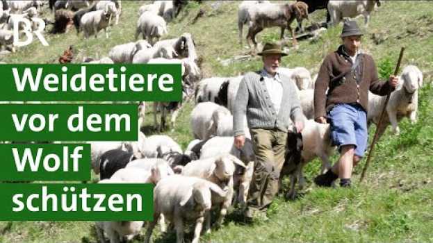 Video Wölfe in Oberbayern: Wie kann man Schafe und Ziegen schützen? | Herdenschutz | Unser Land | BR en español