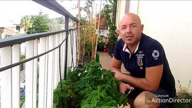 Video Basilico, come tagliarlo per allungare la vita della pianta. en français