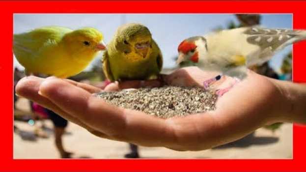 Video Debes DAR ESTO 😱 a tus PAJAROS  🐦 GRIT PARA CANARIOS Y AVES EXOTICAS po polsku