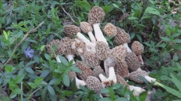 Video Funghi in ARRIVO: consigli preziosi per tutti. in English