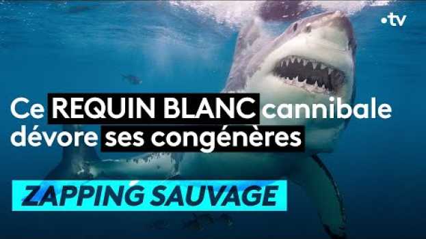 Video Ce requin blanc cannibale dévore ses congénères  - ZAPPING SAUVAGE in English