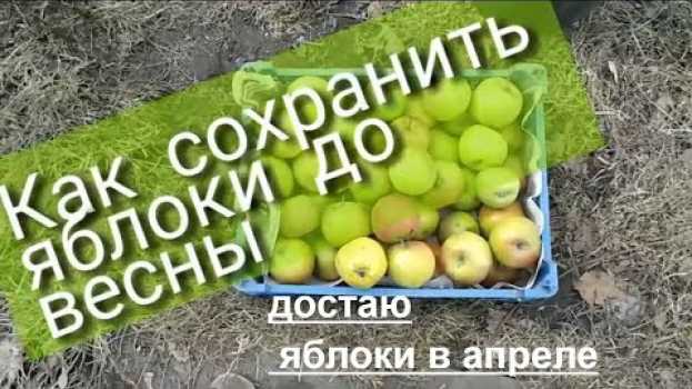 Video Как сохранить яблоки до весны. МИНИ ПОГРЕБ ИЗ ВЕДРА po polsku