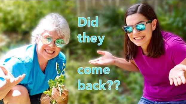 Video Kill Them Weeds! Answering Your Questions & Trying it Again / Part 2 su italiano
