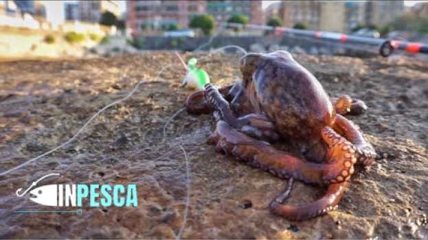 Video Pesca del POLPO dalla Scogliera | Lasciamo gli spot PULITI !!! in English