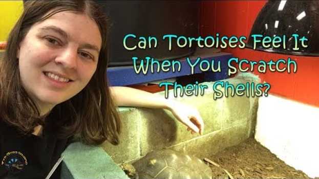 Video Can Tortoises Feel It When You Scratch Their Shells? auf Deutsch