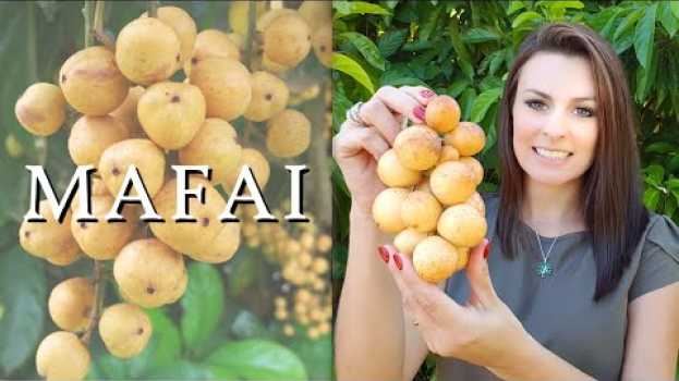 Video MAFAI | Madame das Frutas po polsku
