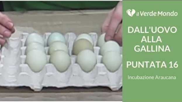 Video Incubazione di 12 Uova di Razza Araucana | Dall'uovo alla Gallina | Puntata 16 en español