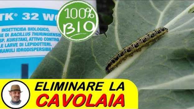 Video ELIMINARE LA CAVOLAIA auf Deutsch